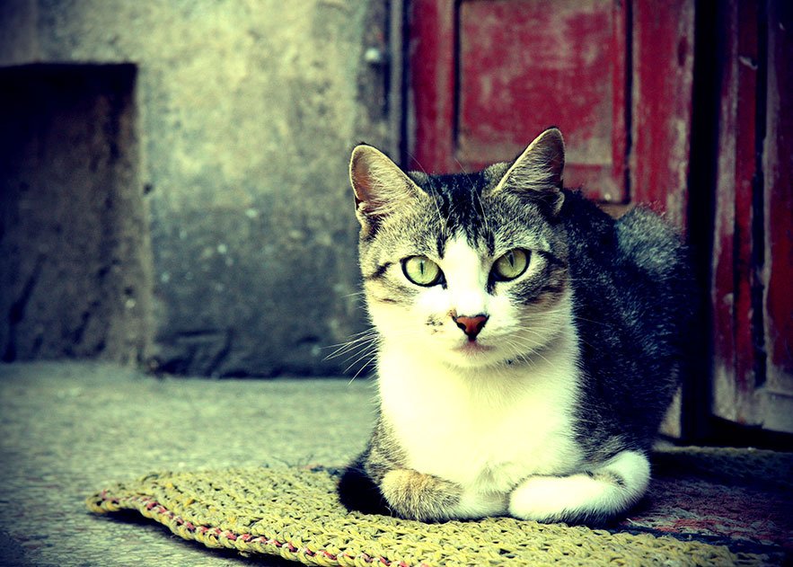 Agencia De Diseño Web