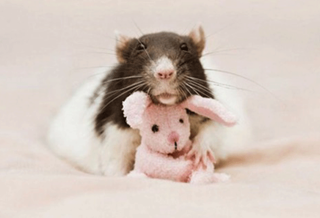 fotografía-profesional8