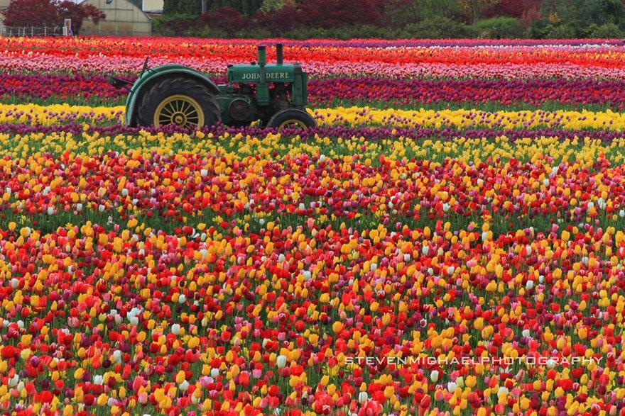 empresa de diseño web Imágenes de Flores